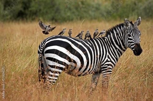 Burchell s Zebra  equus burchelli  Adult with Wattled starling on its Back  creatophora cinerea  Masai Mara Park in Kenya