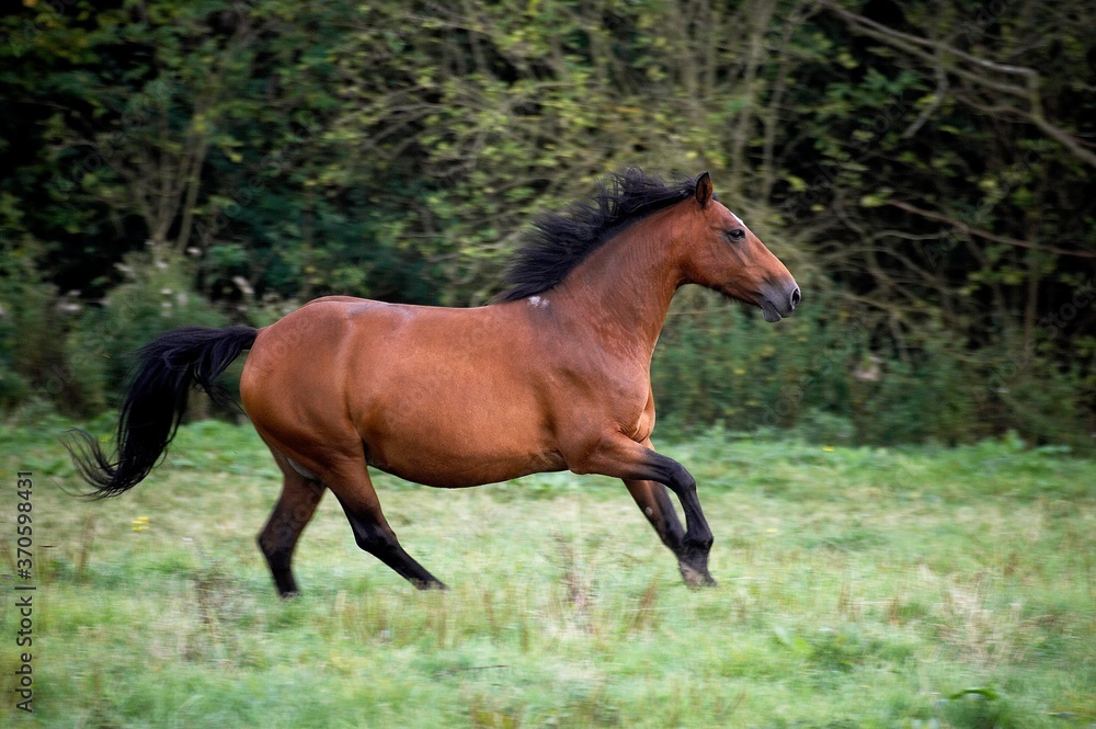 Connemara Pony, Adult Galloping in Paddock Connemara Pony, Adult Galloping in Paddock