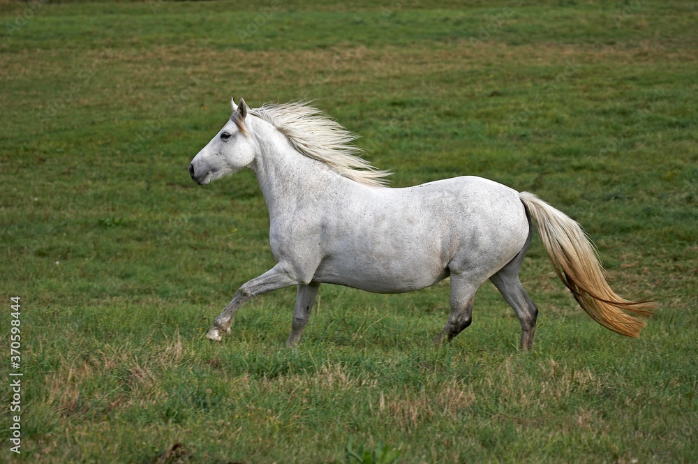 Connemara Pony, Adult Galloping in Paddock Connemara Pony, Adult Galloping in Paddock