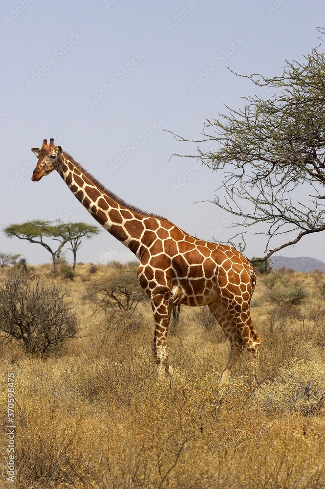 Reticulated Giraffe, giraffa camelopardalis reticulata, Adult in Savannah, Samburu Park in Kenya