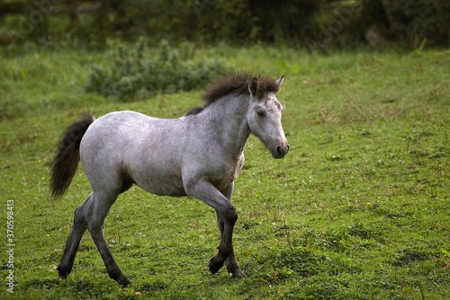 Connemara Pony, Foal walking in Paddock © slowmotiongli