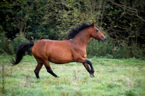 Connemara Pony, Adult Galloping in Paddock