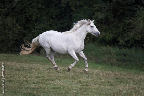 Connemara Pony, Adult Galloping in Paddock