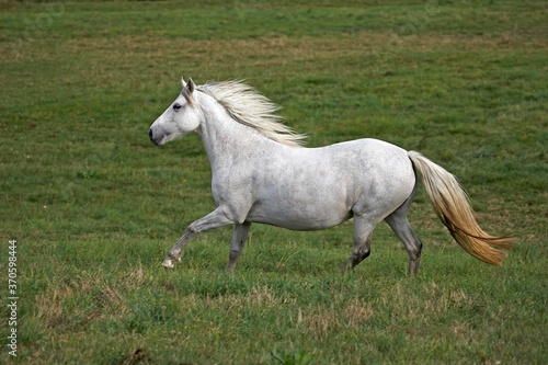 Connemara Pony  Adult Galloping in Paddock