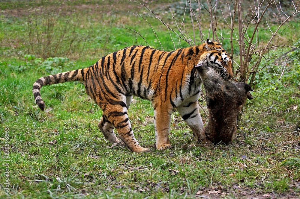 Fototapeta premium Siberian Tiger, panthera tigris altaica, Adult with a Wild Boar Kill
