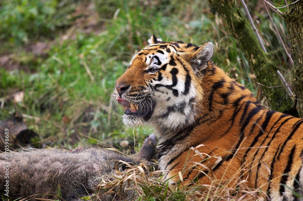Siberian Tiger, panthera tigris altaica, Adult with a Wild Boar Kill Siberian Tiger, panthera tigris altaica, Adult with a Wild Boar Kill