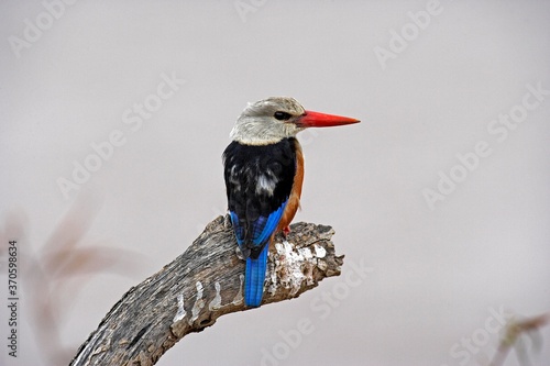 Obraz na plátne Grey Headed Kingfisher, halcyon leucocephala, Adult standing on Branch, Naivasha