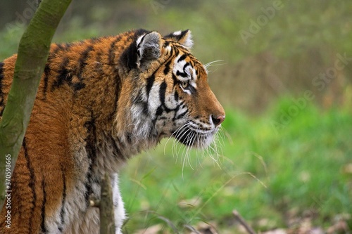 Fotografi Siberian Tiger, panthera tigris altaica, Portrait of Adult