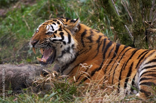 Siberian Tiger, panthera tigris altaica, Adult with a Wild Boar Kill © slowmotiongli