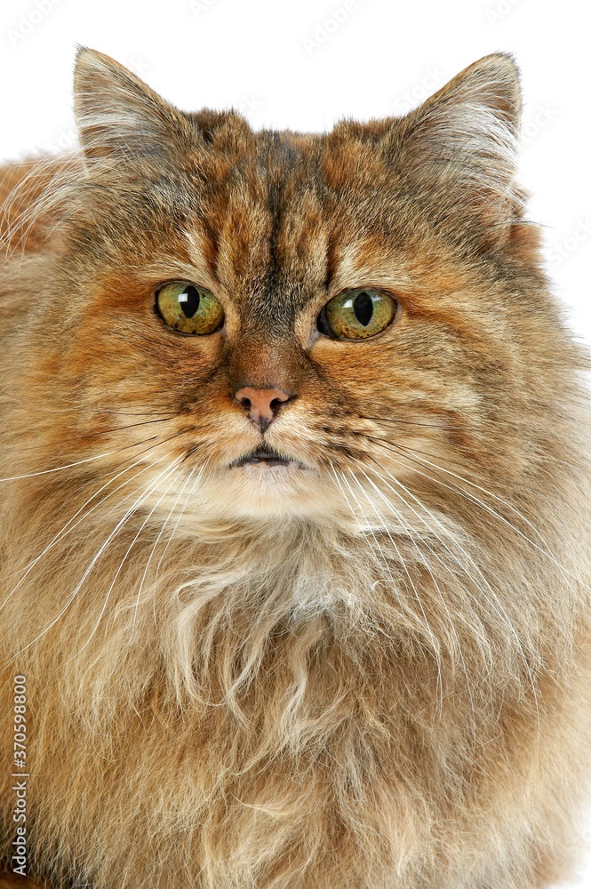 Tortoiseshell Persian Domestic Cat, Portrait of Female against White Background