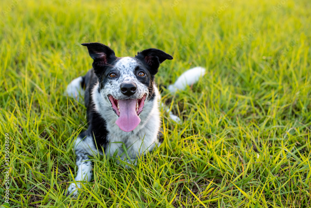 Beautiful Border Collie mix outdoors at sunset, easy to train dog breed