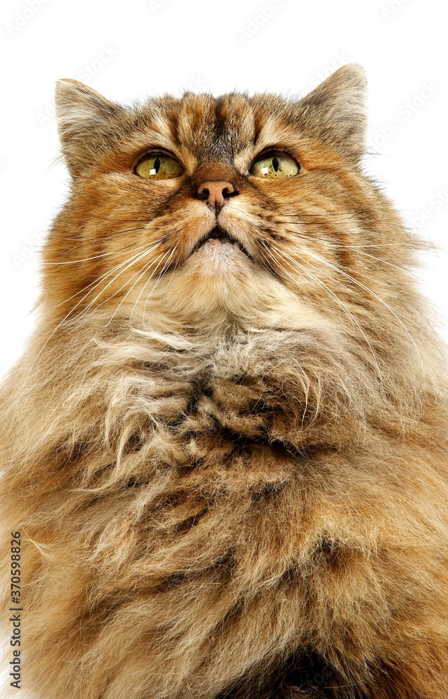 Tortoiseshell Persian Domestic Cat, Portrait of Female against White Background