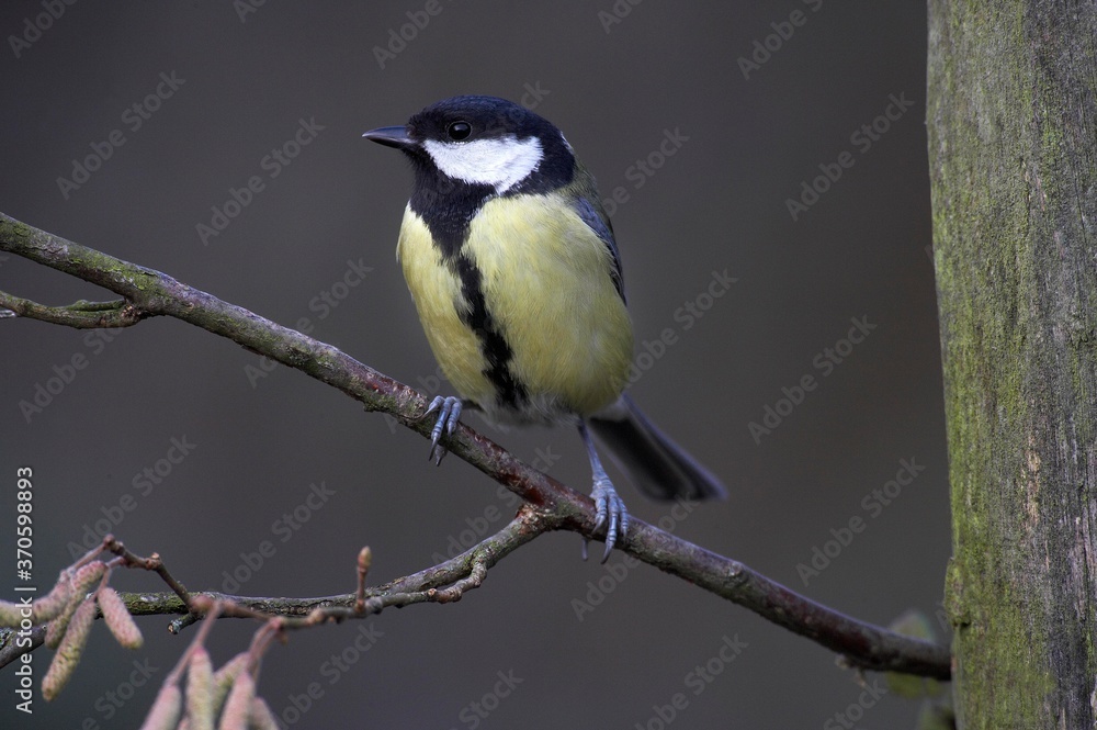 Great Tit, parus major, Female standing on Branch, Normandy Great Tit, parus major, Female standing on Branch, Normandy