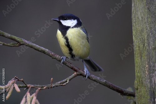 Great Tit, parus major, Female standing on Branch, Normandy