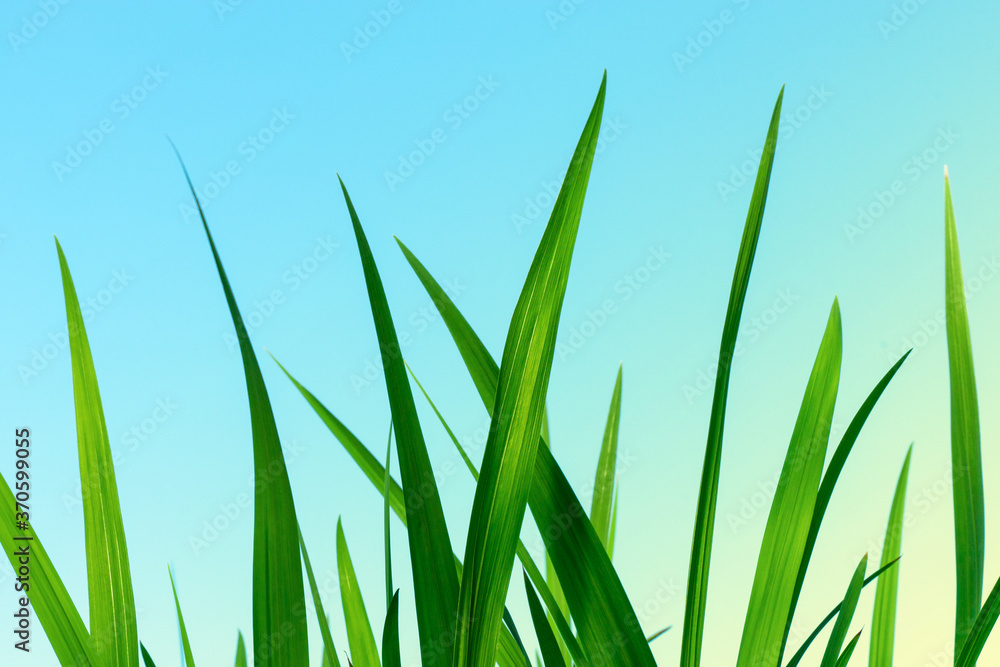 Beautiful green grass under blue sky. Close up. Beautiful green grass under blue sky. Close up.