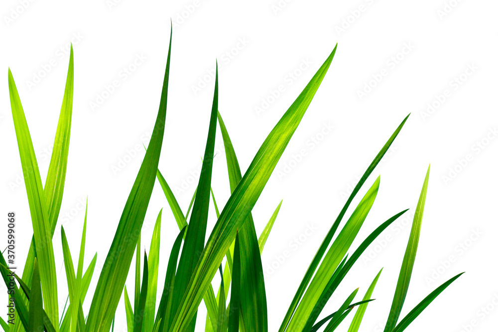Beautiful green grass isolated on white background Beautiful green grass isolated on white background