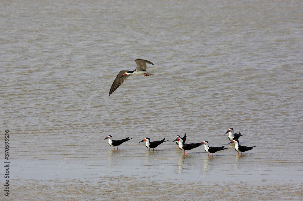 Naklejka premium Black Skimmer, rynchops niger, Adult in Flight, Los Lianos in Venezuela