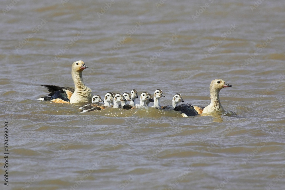 Fototapeta premium Orinoco Goose, neochen jubata, Family swimming, Los Lianos in Venezuela