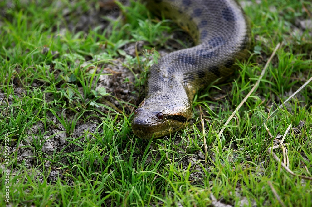 Fototapeta premium Green Anaconda, eunectes murinus, Adult standing on Grass, Los Lianos in Venezuela