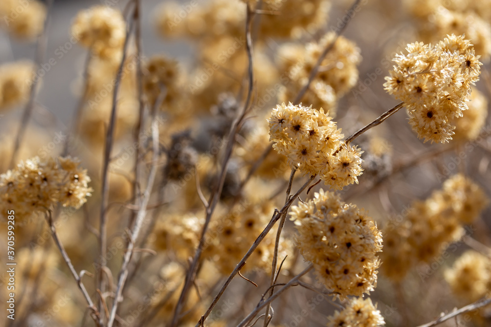 Dried golden flowers in the field one summer morning in Andalucia Dried golden flowers in the field one summer morning in Andalucia