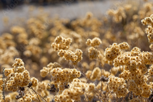 Dried golden flowers in the field one summer morning in Andalucia