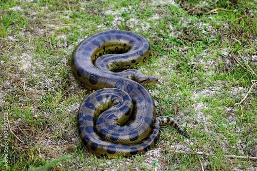 Εκτύπωση καμβά Green Anaconda, eunectes murinus, Adult standing on Grass, Los Lianos in Venezue