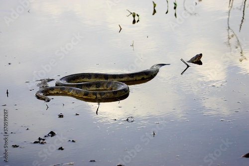 Foto Green Anaconda, eunectes murinus, Adult standing in Water, Los Lianos in Venezue