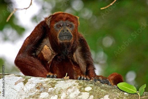 Red Howler Monkey, alouatta seniculus, Adult standing on Branch, Los Lianos in Venezuela photo