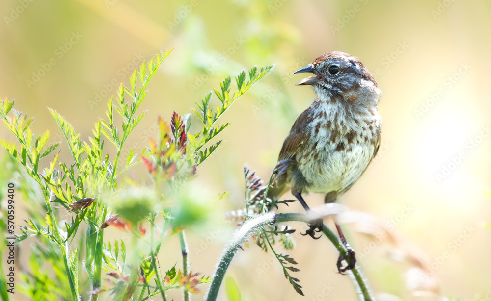 Fototapeta premium Sparrow 