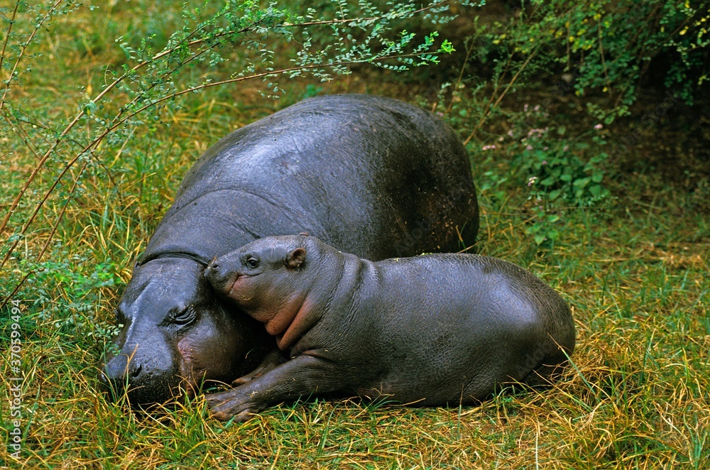 Pygmy Hippopotamus, choeropsis liberiensis, Female with Calf laying down on Grass Pygmy Hippopotamus, choeropsis liberiensis, Female with Calf laying down on Grass