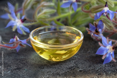 Borage oil with fresh blooming borage plant