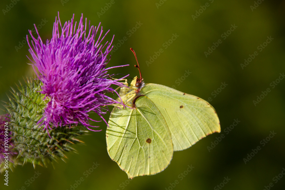Gonepteryx rhamni (known as the common brimstone) is a butterfly of the family Pieridae. It lives throughout the Palearctic zone and is commonly found across Europe, Asia, and North Africa. Gonepteryx rhamni (known as the common brimstone) is a butterfly of the family Pieridae. It lives throughout the Palearctic zone and is commonly found across Europe, Asia, and North Africa.