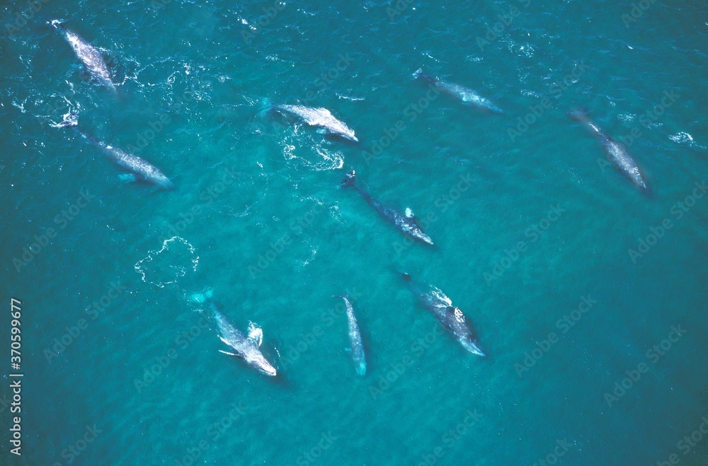 Grey Whale or Gray Whale, eschrichtius robustus, Group, Aerial View, Baja California in Mexico