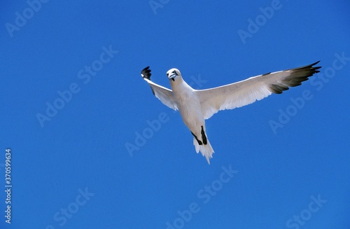 Northern Gannet, sula bassana, Adult in Flight against Blue Sky, Bonaventure Island in Quebec