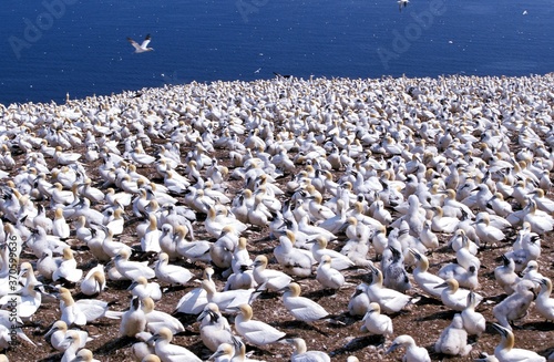 Northern Gannet, sula bassana, Nesting Season, Colony on Bonaventure Island in Quebec