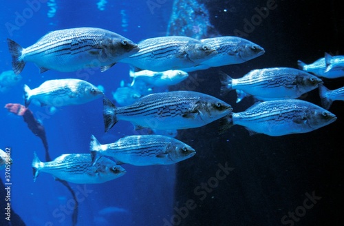 Striped Bass, morone saxatilis, Shoal of fishes photo