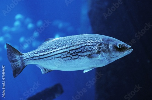 Striped Bass, morone saxatilis, Adult photo