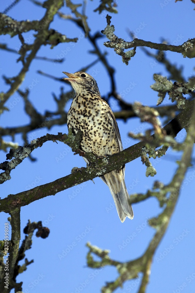 Mistle Thrush, turdus viscivorus, Adult singing on Branch, Normandy Mistle Thrush, turdus viscivorus, Adult singing on Branch, Normandy