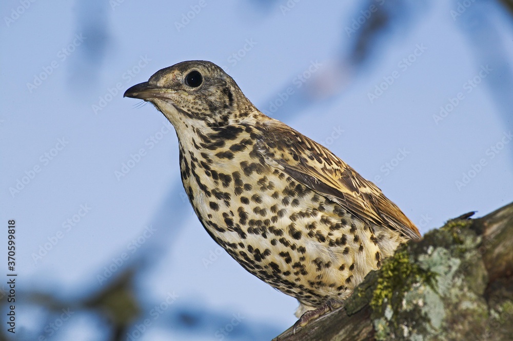 Fototapeta premium Mistle Thrush, turdus viscivorus, Adult standing on Branch, Normandy