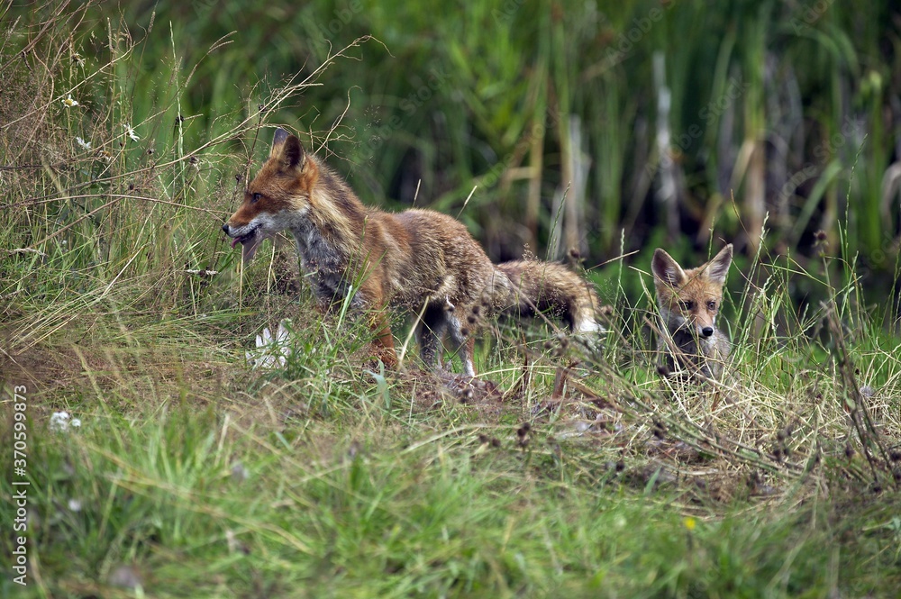 Red Fox, vulpes vulpes, Adult with a Kill, a Common Pheasant, Normandy