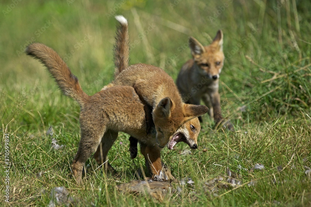 Red Fox, vulpes vulpes, Adult Fighting with a Partridge Kill, Normandy