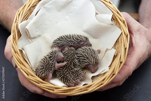 European Hedgehog, erinaceus europaeus, Babies rescued at La Dame Blanche, a Wildlife Protection Center in Normandy photo