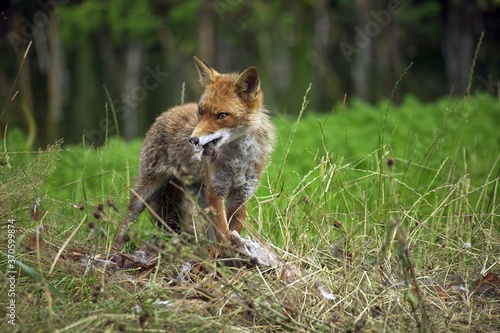 Red Fox, vulpes vulpes, Adult with a Kill, a Common Pheasant, Normandy