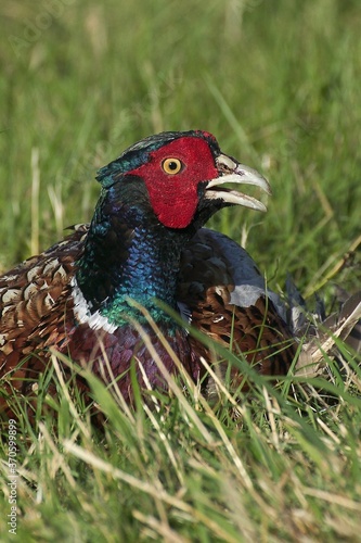 Commmon Pheasant, phasianus colchicus, Male standing in Long Grass, Calling, Normandy