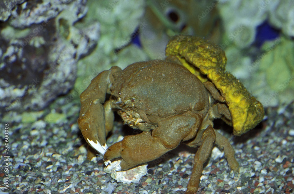 Sponge Crab with Sponge on its Back for Camouflage, Hawai P