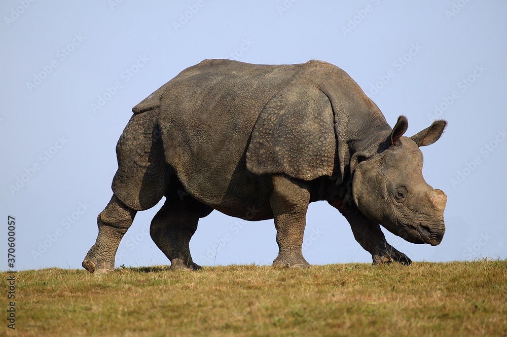 Fototapeta premium Indian Rhinoceros, rhinoceros unicornis, Adult standing on Grass against Blue Sky