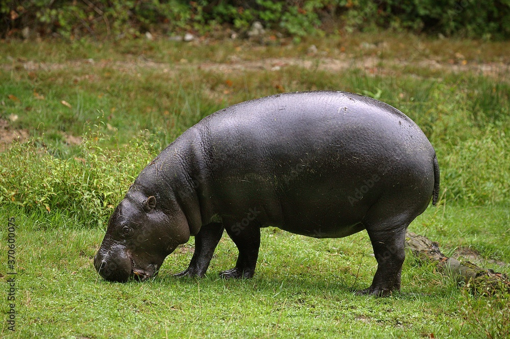 Pygmy Hippopotamus, choeropsis liberiensis, Adult Eating Grass Pygmy Hippopotamus, choeropsis liberiensis, Adult Eating Grass