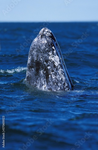 Grey Whale or Gray Whale, eschrichtius robustus, Adult spyhopping, Head looking out from Water, Baja California, Mexico