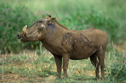 Warthog, phacochoerus aethiopicus, Adult standing on Grass, Masai Mara Park in Kenya photo