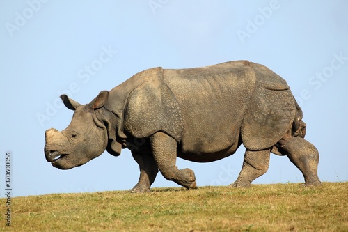 Indian Rhinoceros  rhinoceros unicornis  Adult standing on Grass against Blue Sky